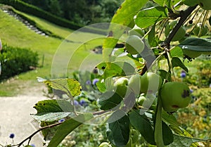 Branch of apples in front of a beautiful landscaped garden