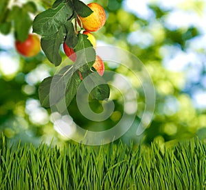 branch with apples in the garden on blurred green background