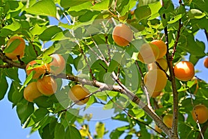 Branch of an apricot tree with ripe fruits