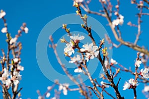 Branch of apricot tree with white flowers