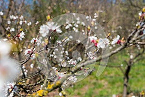 Branch of apricot tree with white flowers