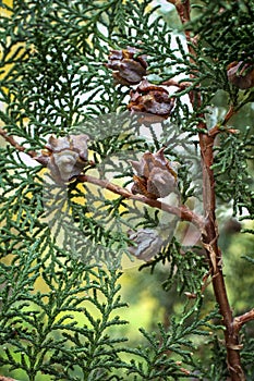Branch arborvitae, an evergreen plant with cones
