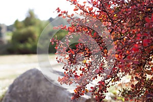 Branch of autumn barberry bush with red leaves and berries. Barberry  branch fresh ripe berries natural green background. Berberis