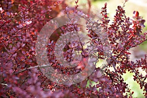 Branch of autumn barberry bush with red leaves and berries. Barberry  branch fresh ripe berries natural green background. Berberis