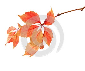 Branch of autumn leaves