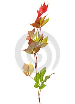 Branch of autumn leaves