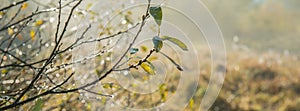 Branch with autumn leaves and dew drops on a sunny morning, a bl