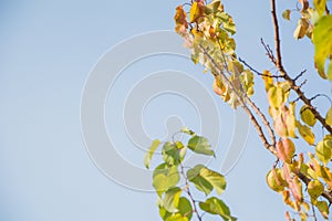 Branch of autumn leaves isolated on a white background.