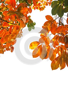 Branch of Autumn leaves isolated on the white background.