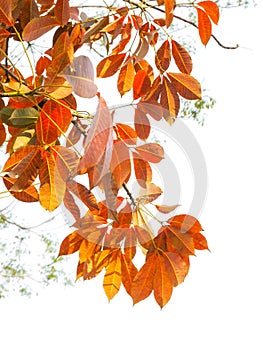 Branch of Autumn leaves isolated on the white background.