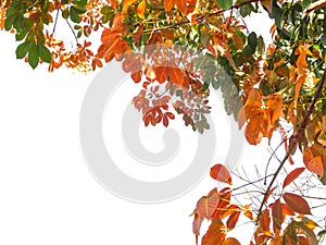 Branch of Autumn leaves isolated on the white background.