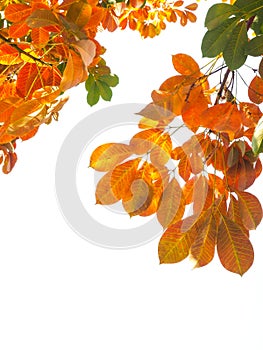 Branch of Autumn leaves isolated on the white background.