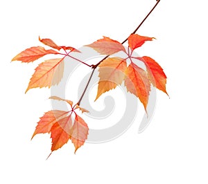 Branch of autumn leaves isolated on a white background. Parthenocissus quinquefolia.