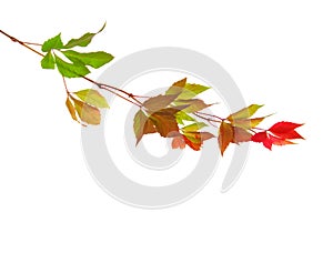 Branch of autumn leaves isolated on a white background. Parthenocissus quinquefolia. studio shot