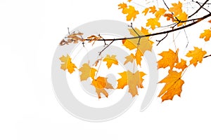 Branch of Autumn leaves maple tree isolated on white Backgroun