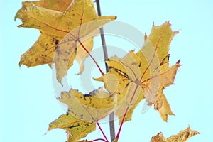 Branch of autumn maple with golden leaves on the background of the bright sky.