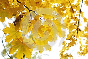 Branch of autumn maple with golden leaves on the background of the bright sky.