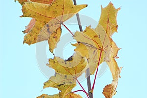 Branch of autumn maple with golden leaves on the background of the bright sky.