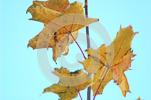 Branch of autumn maple with golden leaves on the background of the bright sky.