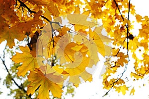 Branch of autumn maple with golden leaves on the background of the bright sky.