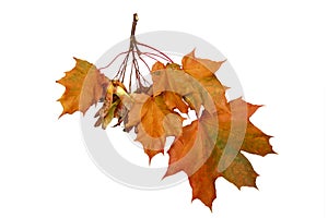Branch of autumn orange leaves isolated on white background