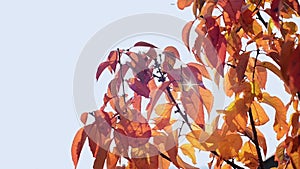 Branch with autumn red and yellow cherry leaves