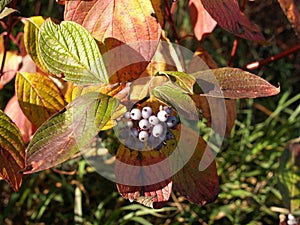 Branch autumn swida white with berries photo