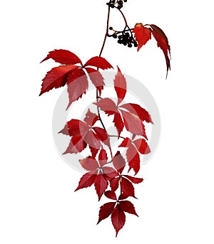 Branch of autumn  virginia creeper leaves isolated on white background