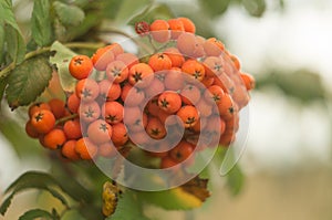 A branch of autumnal rowan tree close-up. Bunch of red ripe rowan berries, rowanberry fruit