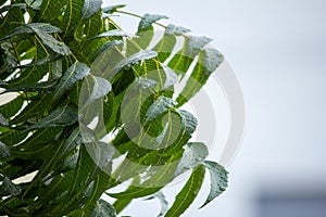 Branch of Azadirachta indica, neem tree showing leaves with water drops from rain