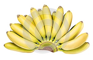 Branch of baby bananas isolated on white background