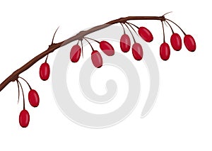 Branch of Barberries - Template with White Background