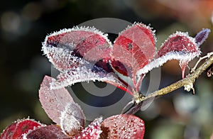 A branch with barberry leaves in frost.