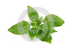 Branch of basilicas isolated on white