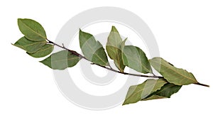 Branch of bay leaves