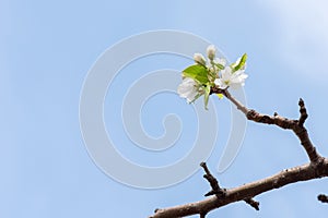 Branch with beautiful blooming pear tree flowers in the garden against a blue sky