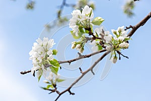 Branch with beautiful blooming pear tree flowers in the garden against a blue sky