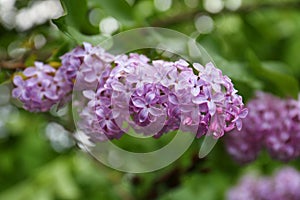 Branch of beautiful blossoming lilac on blurred background closeup