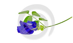 A branch beautiful blue Butterfly pea and green leaf, known as bluebell vine or Asian pigeon wings, isolated on white background