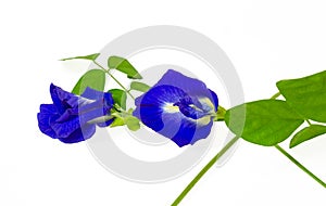 A branch beautiful blue Butterfly pea and green leaf, known as bluebell vine or Asian pigeon wings, isolated on white background