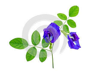 A branch beautiful blue Butterfly pea and green leaf, known as bluebell vine or Asian pigeon wings, isolated on white background