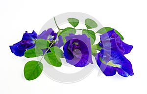 A branch beautiful blue Butterfly pea and green leaf, known as bluebell vine or Asian pigeon wings, isolated on white background