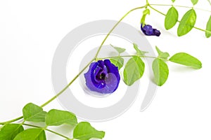 Branch of beautiful blue Butterfly pea and green leaf, known as bluebell vine or Asian pigeon wings, isolated on white background