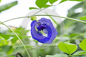 Branch of beautiful blue Butterfly pea with water droplets on blurred green leaf background and copy space, known as bluebell vine