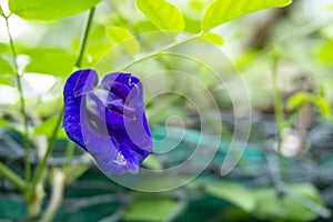 Branch of beautiful blue Butterfly pea with water droplets on blurred green leaf background and copy space, known as bluebell vine