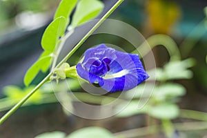 Branch of beautiful blue Butterfly pea with water droplets on blurred green leaf background, known as bluebell vine or Asian