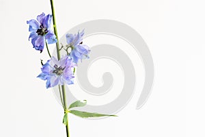 Branch of beautiful Delphinium, islated on white, with empty space for text, etc. N