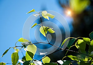 A branch with beautiful green-golden leaves on a green-blue background