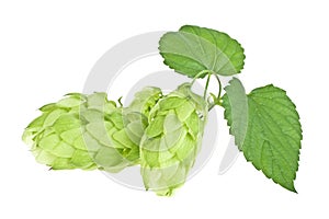 Branch of beautiful hops isolated on white background