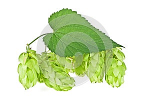 Branch of beautiful hops isolated on white background